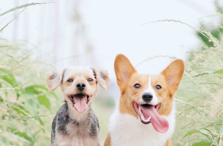Preventing Home Dog Fights in Granbury